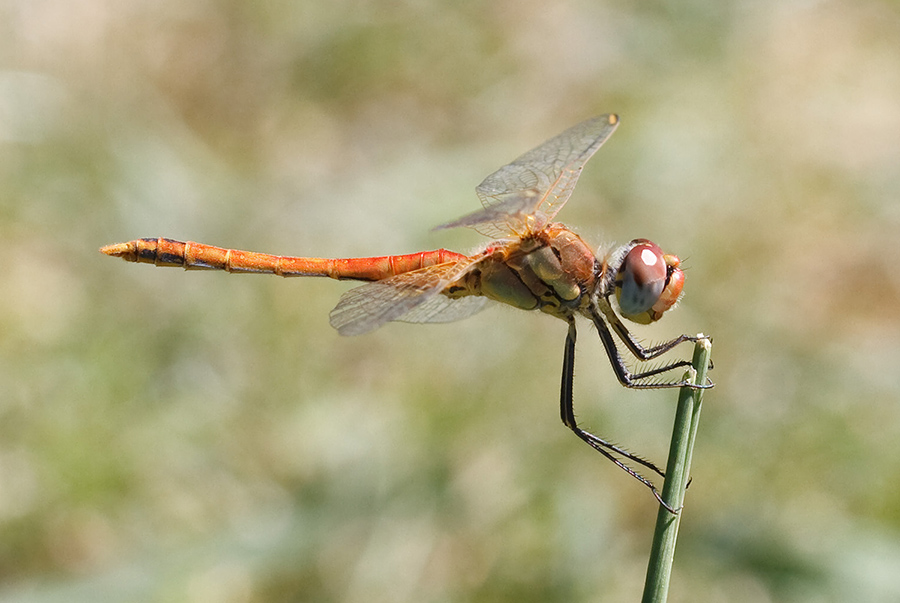 Sympetrum fonscolombii maschio